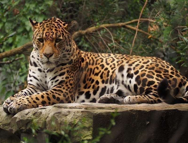 Jaguar resting, relaxing on the jungle. 