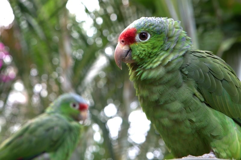 Red-lored Parrots. 