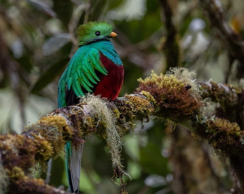 The beautiful Resplendent Quetzal. 