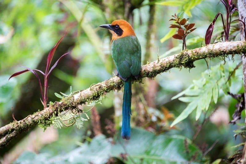 Rufous motmot on a tree branch. 