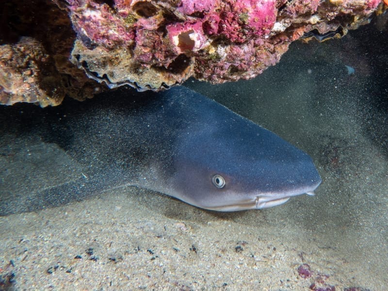 Whitetip shark. 