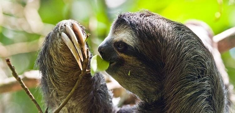 Close frame picture of a sloth eating leaves from a branch in the rain forest canopy