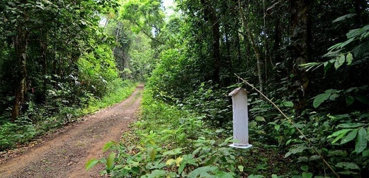 Dirt road on Parque Nacional Soberanía, cutting through jungle plants and trees, butterfly trap on the side of the road