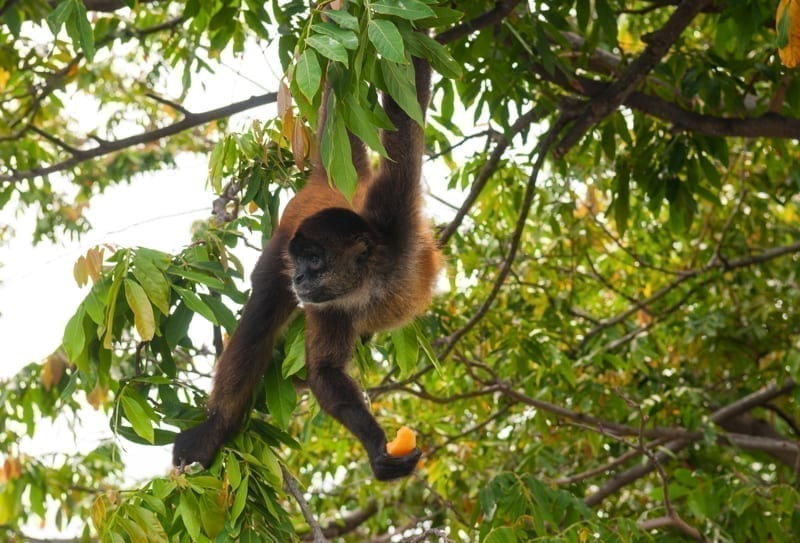 A spider monkey with a banana in hand. 