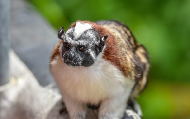 Titi Monkey. 