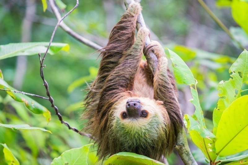Wild two-toed sloth hanging on tree in Colon Island, Bocas del Toro, Panama. 