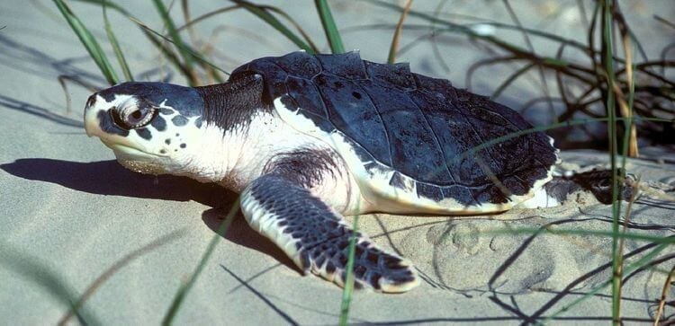 Sea turtle walking in the sand