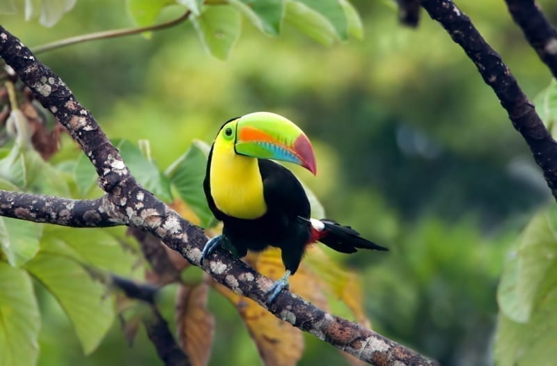 Keel-billed Toucan, shot in Panama.