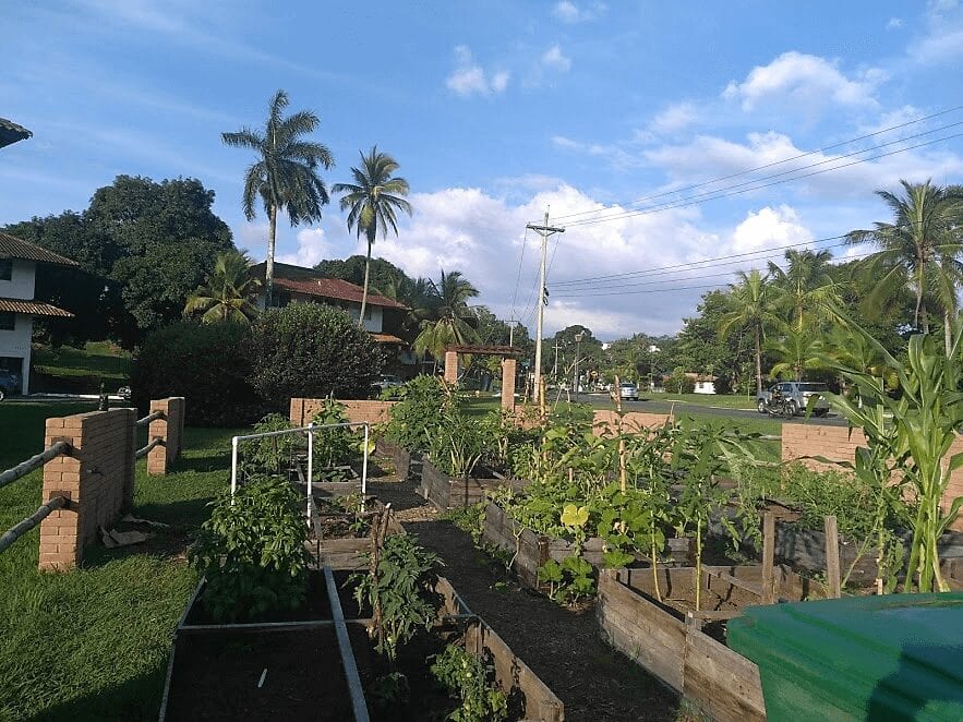 A garden in Clayton symbolizes the potential of urban farming in Panama City