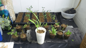 urban gardening article 16