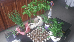 urban gardening article 17