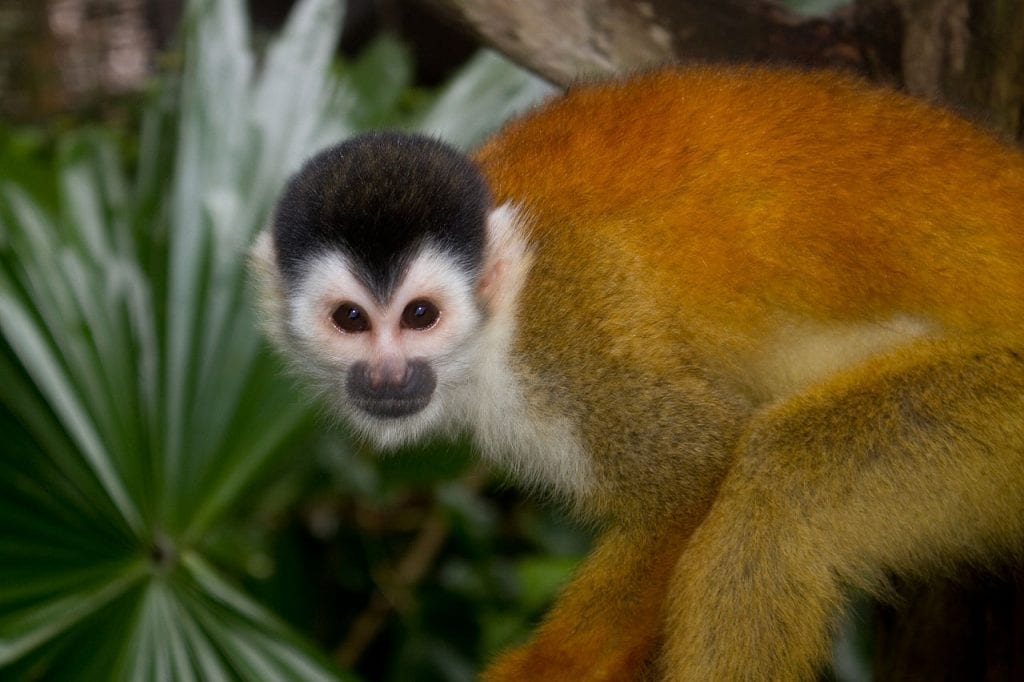 Panama Squirrell Monkey