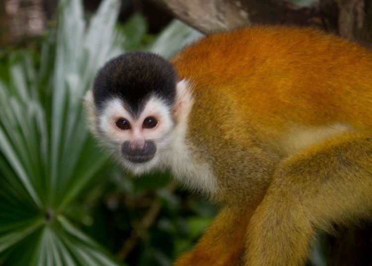 Panama Squirrell Monkey