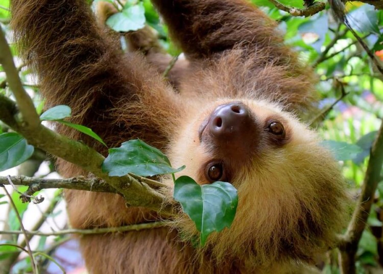 Ancon Hill Sloth