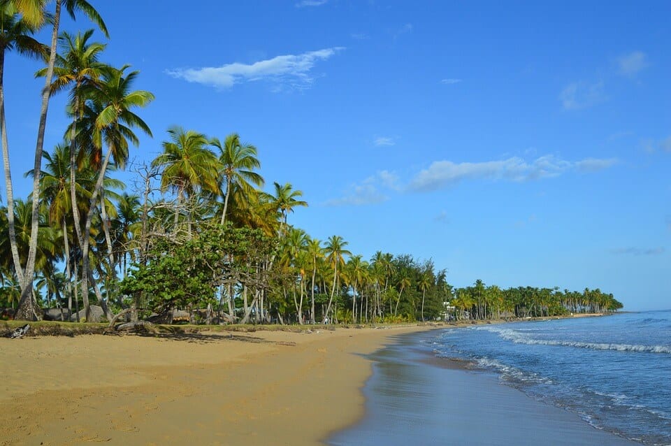 Palm trees on a sandy beach in las terrenas, dominican republic. the blue sea is calm and there are a few scattered white clouds in the light blue sky