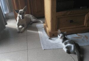 dog and cat 1