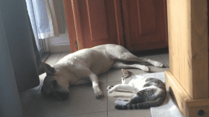 dog and cat 2