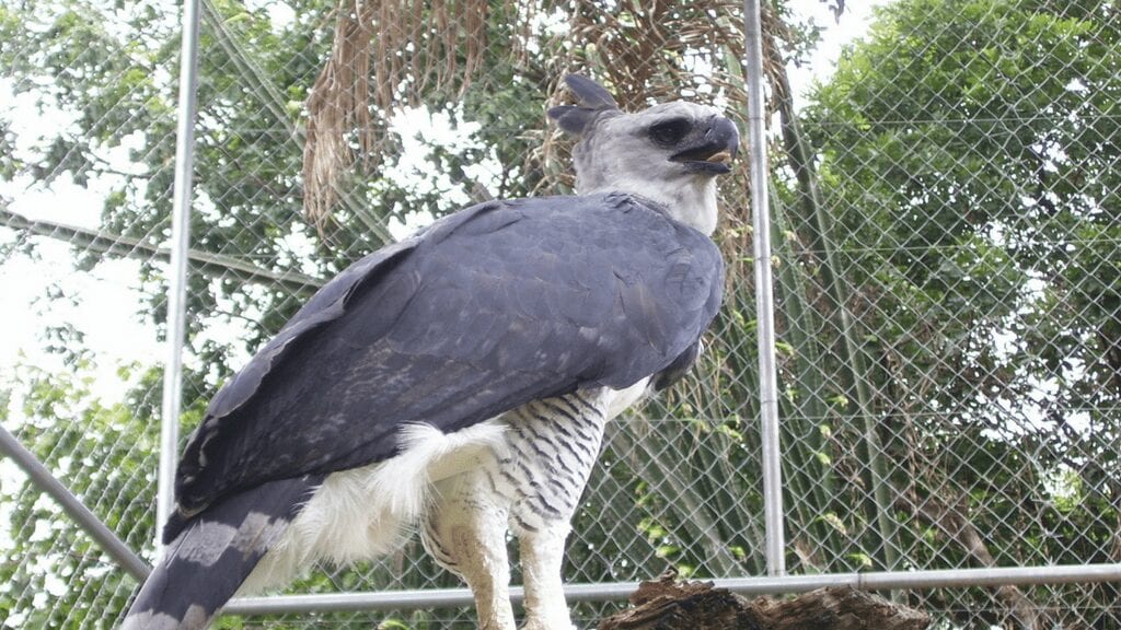harpy eagle panama
