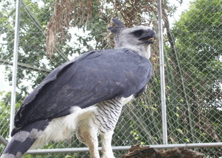 harpy eagle panama