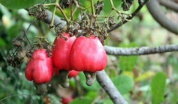 close up picture of a tropical fruit on the tree