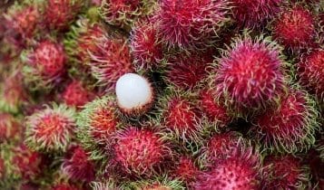 close up picture of a lychee