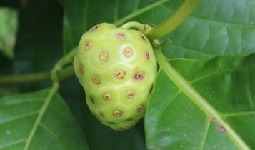 a noni fruit in panama