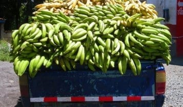 truck load of bananas panama