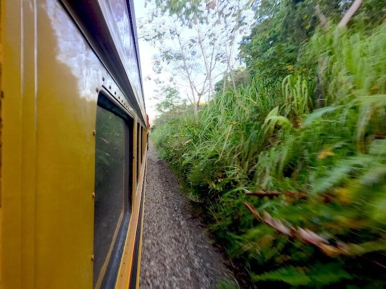 view from the side of a panama canal train. lush jungle scenery borders the railway track