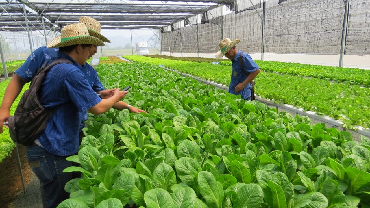 Thai farmers inspecting leafy greens at a hydroponics farm