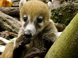 A Coatimundi At Belize Zoo