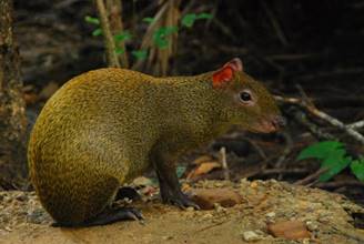 A Gibnut At Belize Zoo