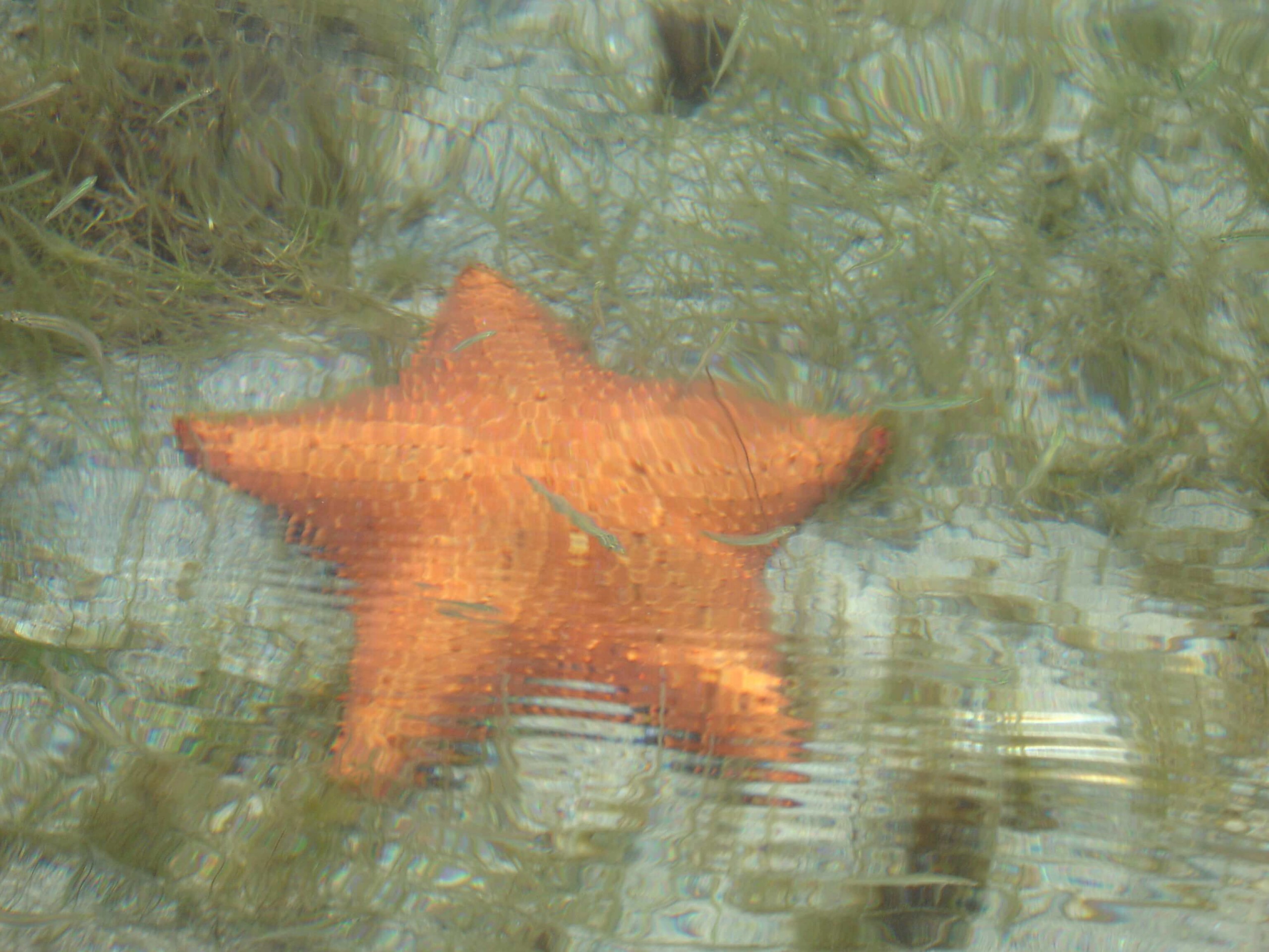 bocas-del-toro-star