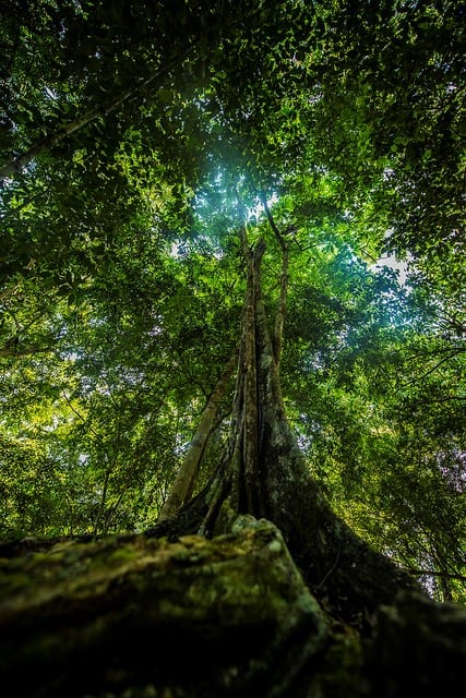 A Maya Forest in Belize