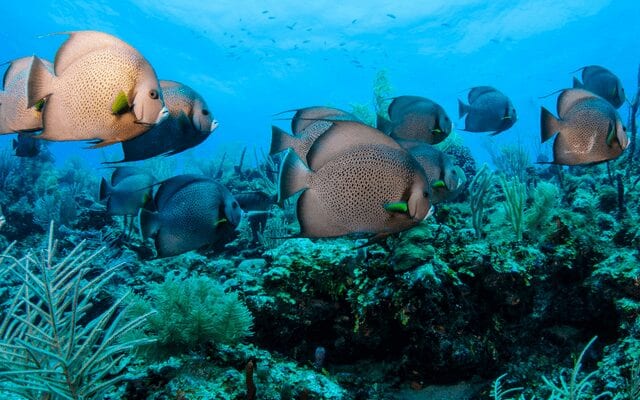 Tropical fish at belize barrier reef