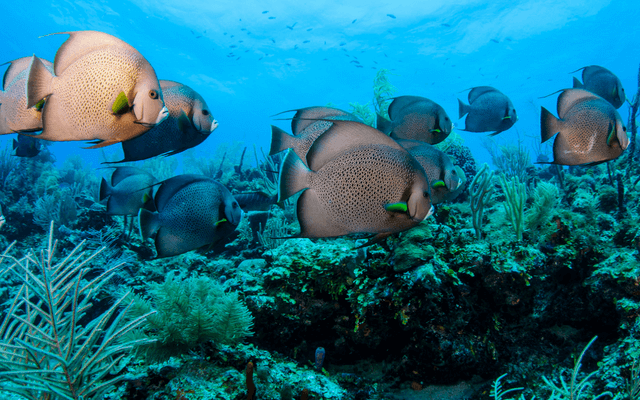 Tropical fish at belize barrier reef