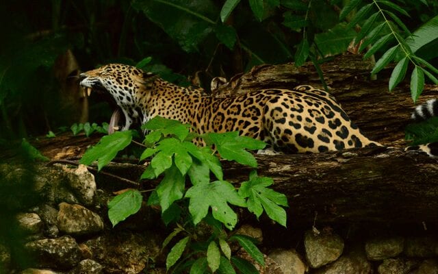 A jaguar yawns in the Belize jungle