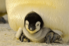 Pengiun chick and parent