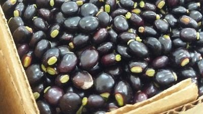 guandú
