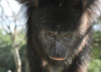 a baby howler monkey close up picture