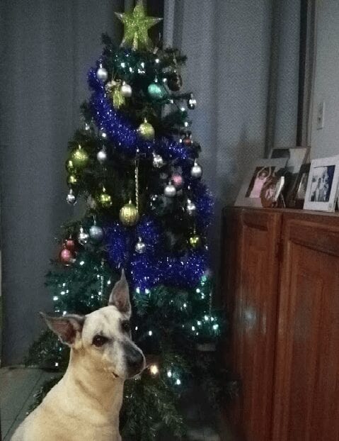 christmas tree and dog