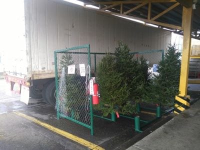 Christmass tress for sale