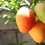 ripe mangos on a tree