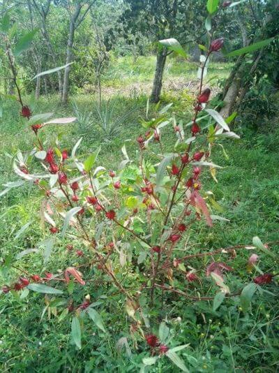 The sorrel plant
