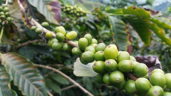 Green coffee beans on a branch in Colombia. Best kept secret in South America