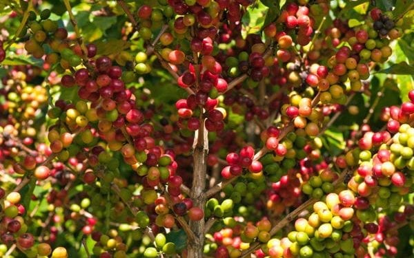 coffee tours around the world Coffee plant growing coffee beans. World's best coffee tours.