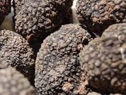 Black truffles