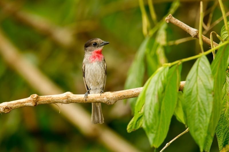 Rose-throated Becard. panama facts and figures