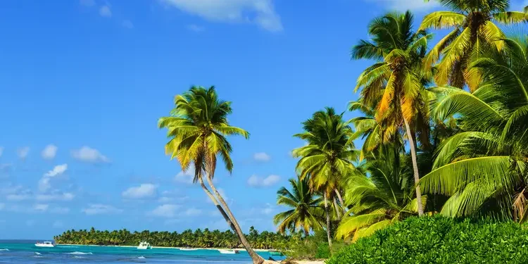 Paradise beach with palm trees on white sand. tropical climate
