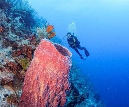 scuba diver under water in belize 