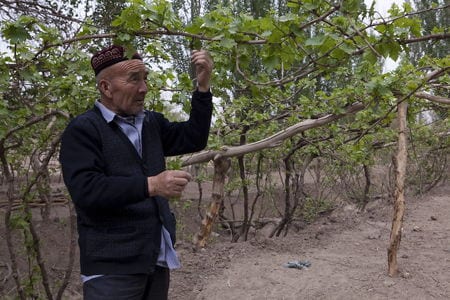Worker picking grapes at the Turpan grape harvest, China
